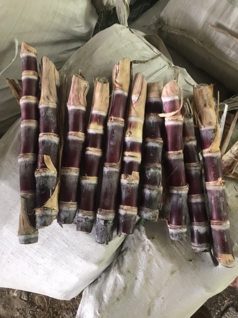 广东番禺甘蔗种苗品质保证规格齐全产地直发欢迎咨询！