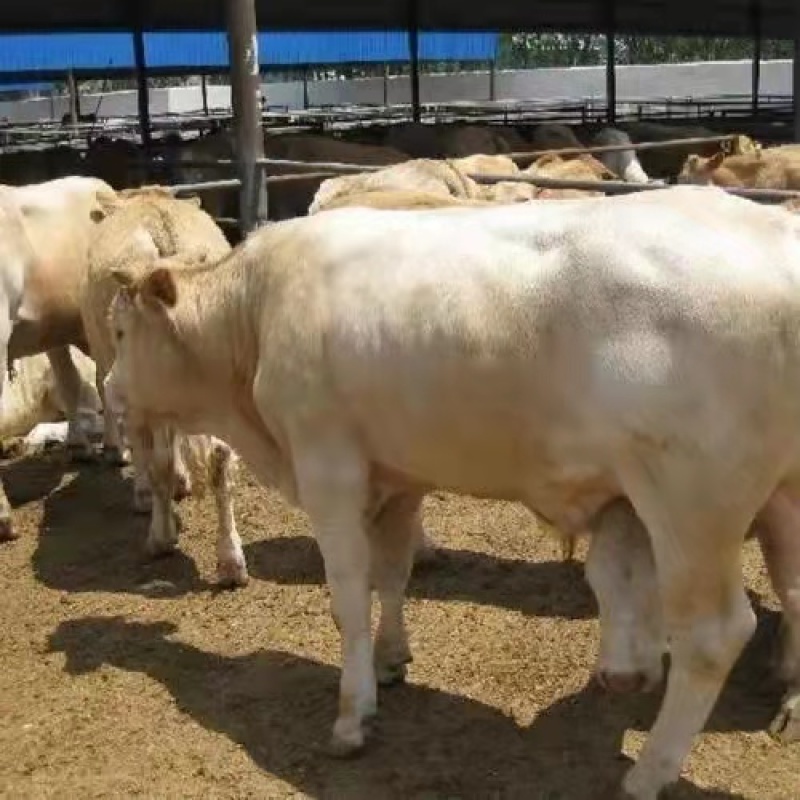 夏洛莱牛夏洛莱牛养殖场，实地供应商品质保证，价格便宜