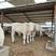 夏洛莱牛夏洛莱牛养殖场，实地供应商品质保证，价格便宜