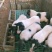批发巴马香猪藏香猪种苗果园放养怀孕母猪阉割猪全国发货