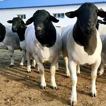杜泊绵羊，大型养殖场品质保证，包运输，包成活，价格优惠