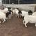 杜泊绵羊，大型养殖场品质保证，包运输，包成活，价格优惠