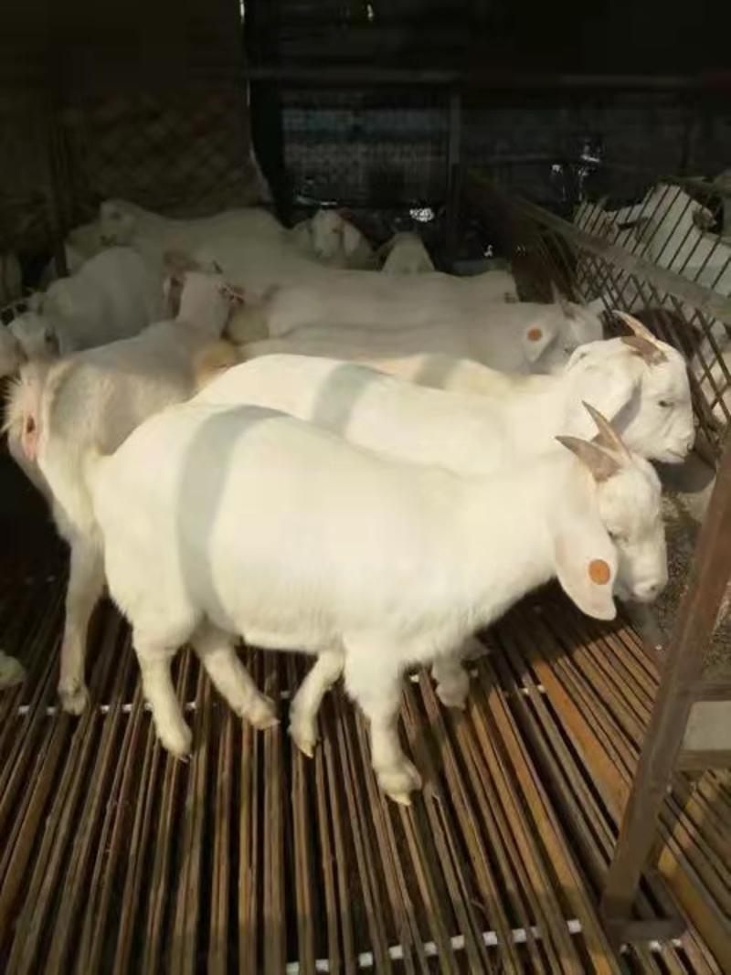 白山羊，白山羊价格自家养殖量大从优品质保证欢迎联