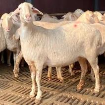 湖羊，羊羔，种羊，怀孕母羊，品质保证自家养殖包运输技术