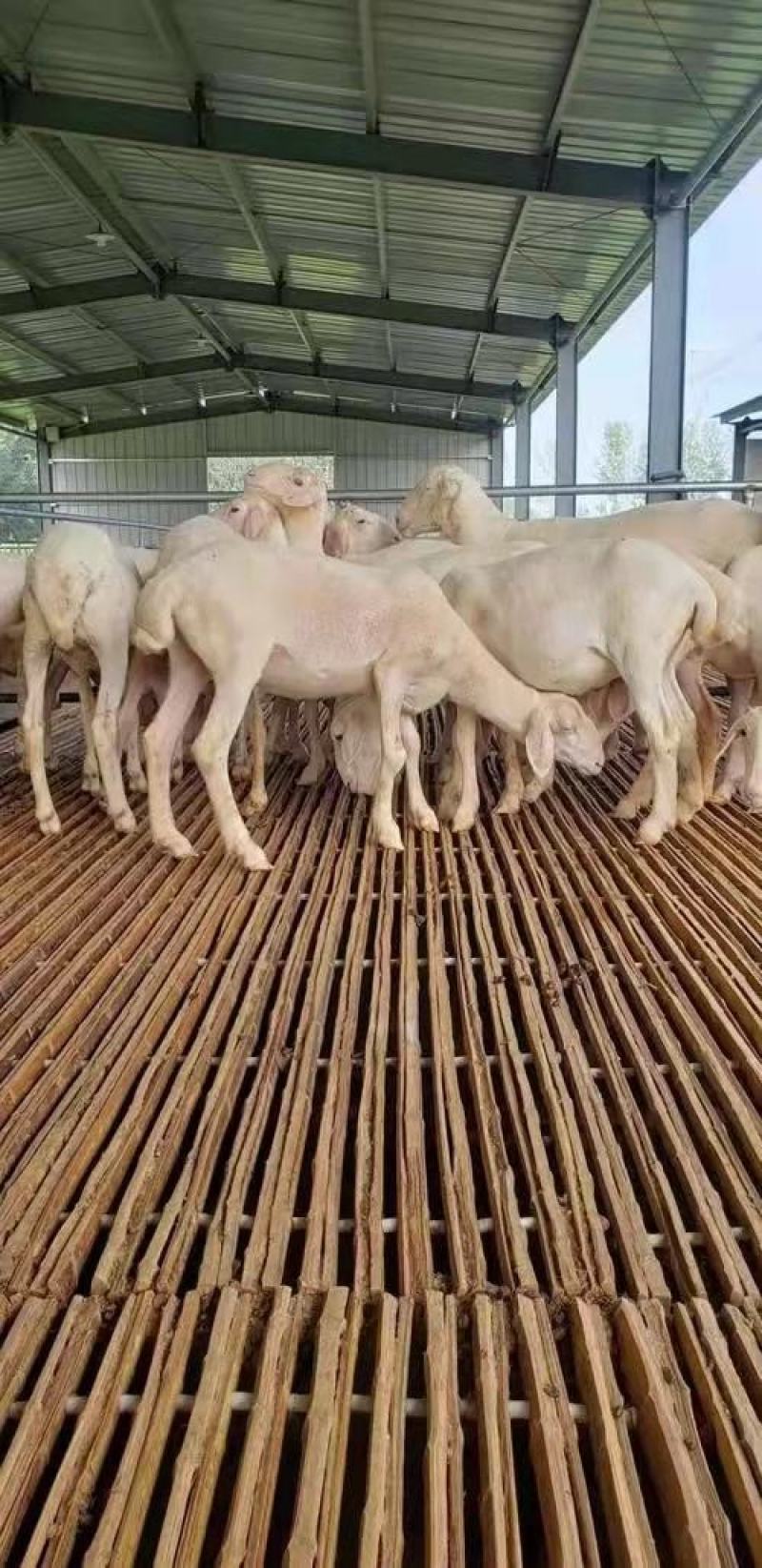 湖羊，羊羔，种羊，怀孕母羊，品质保证自家养殖包运输技术