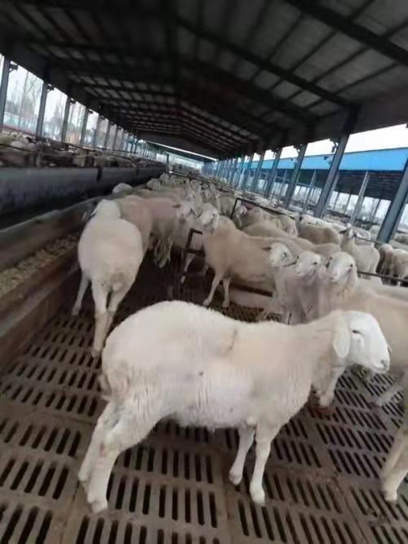 湖羊，羊羔，种羊，怀孕母羊，品质保证自家养殖包运输技术