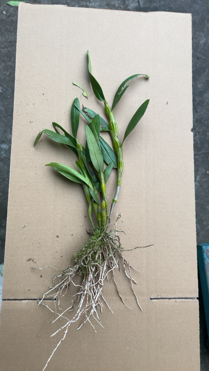 白色花金钗石斛种苗质量保真艺草金钗石斛白色花带香味