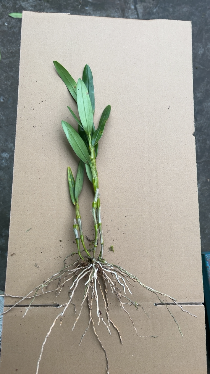 白色花金钗石斛种苗质量保真艺草金钗石斛白色花带香味