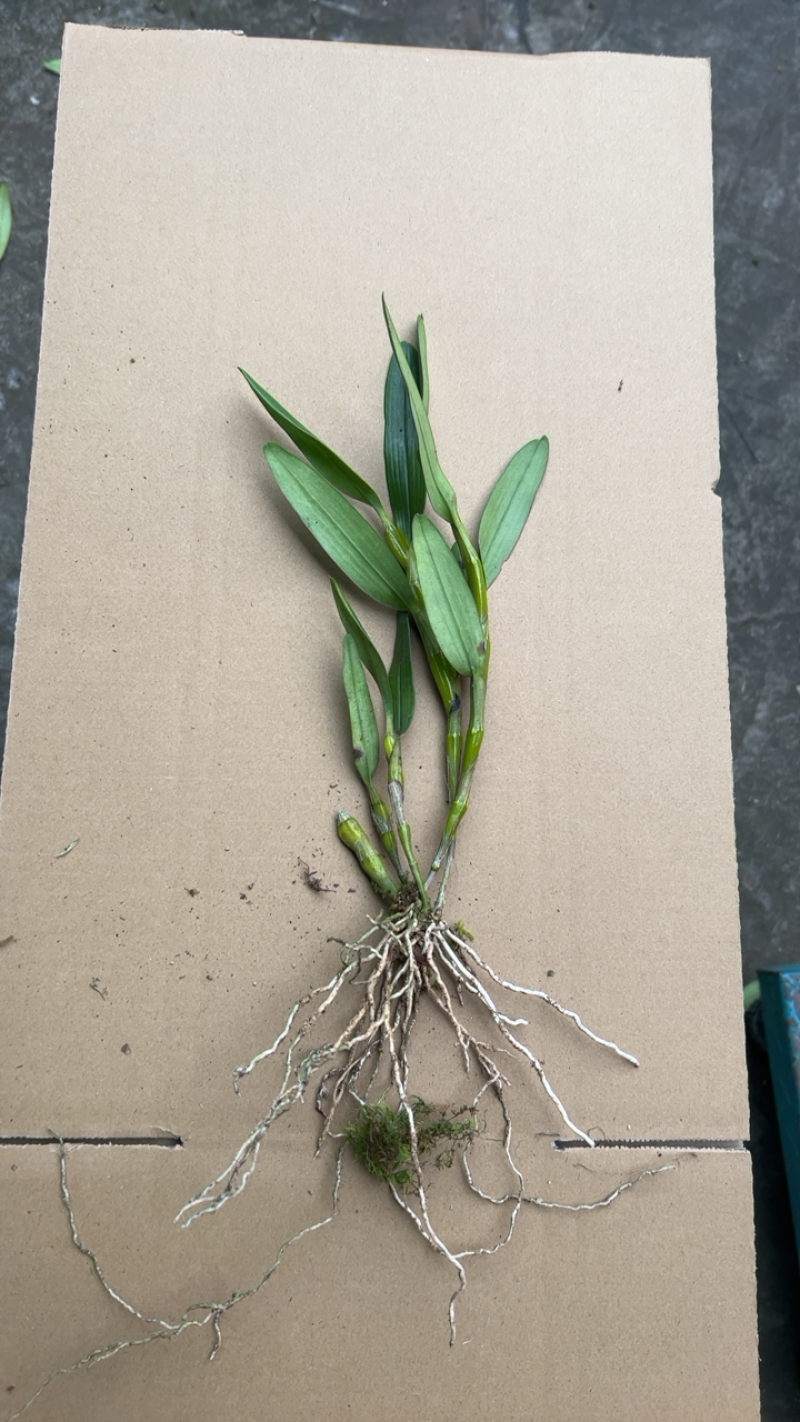 白色花金钗石斛种苗质量保真艺草金钗石斛白色花带香味
