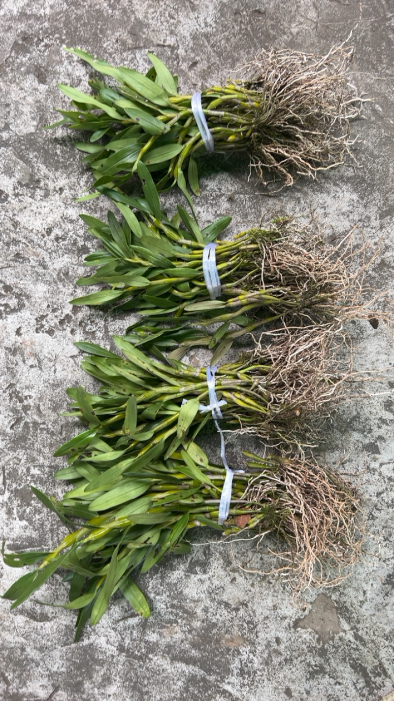 白色花金钗石斛种苗质量保真艺草金钗石斛白色花带香味
