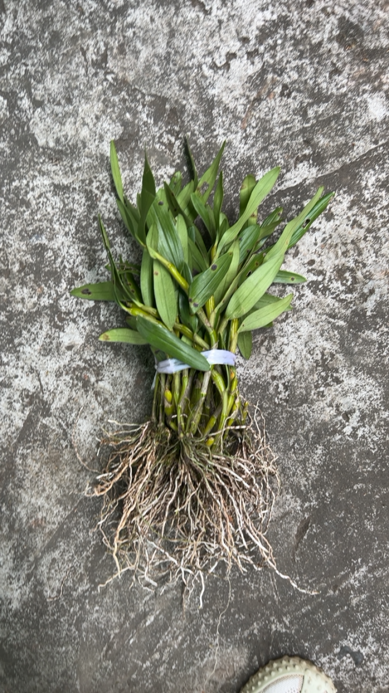 白色花金钗石斛种苗质量保真艺草金钗石斛白色花带香味