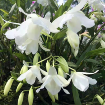 白色花金钗石斛种苗质量保真艺草金钗石斛白色花带香味