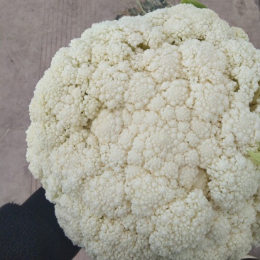 云南高原有机花菜