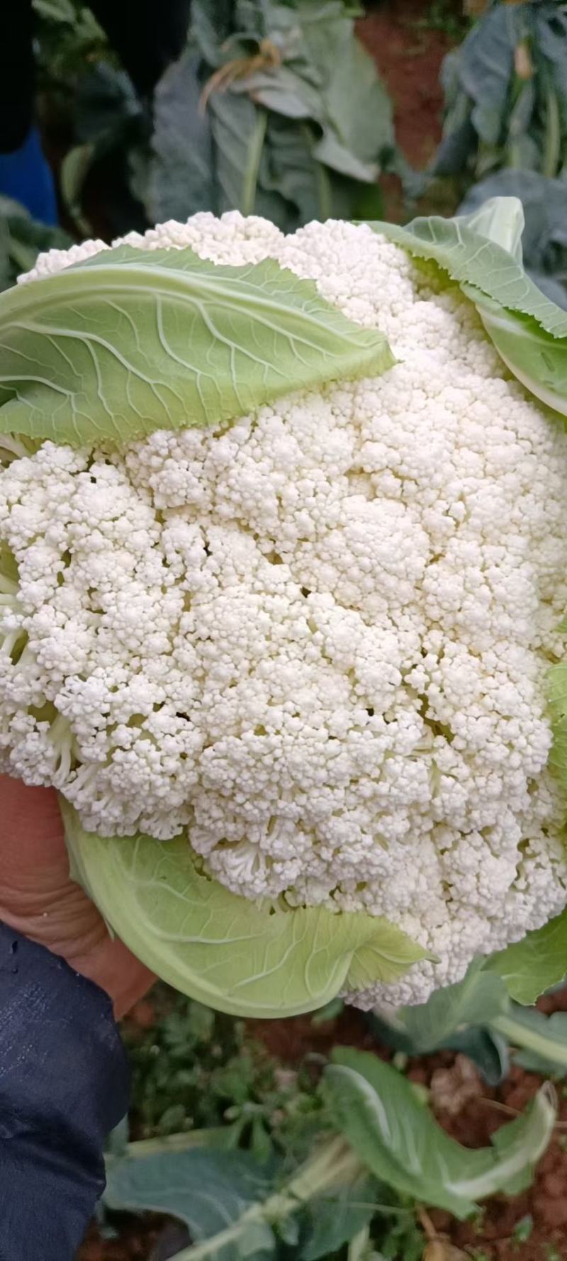 云南高原有机花菜