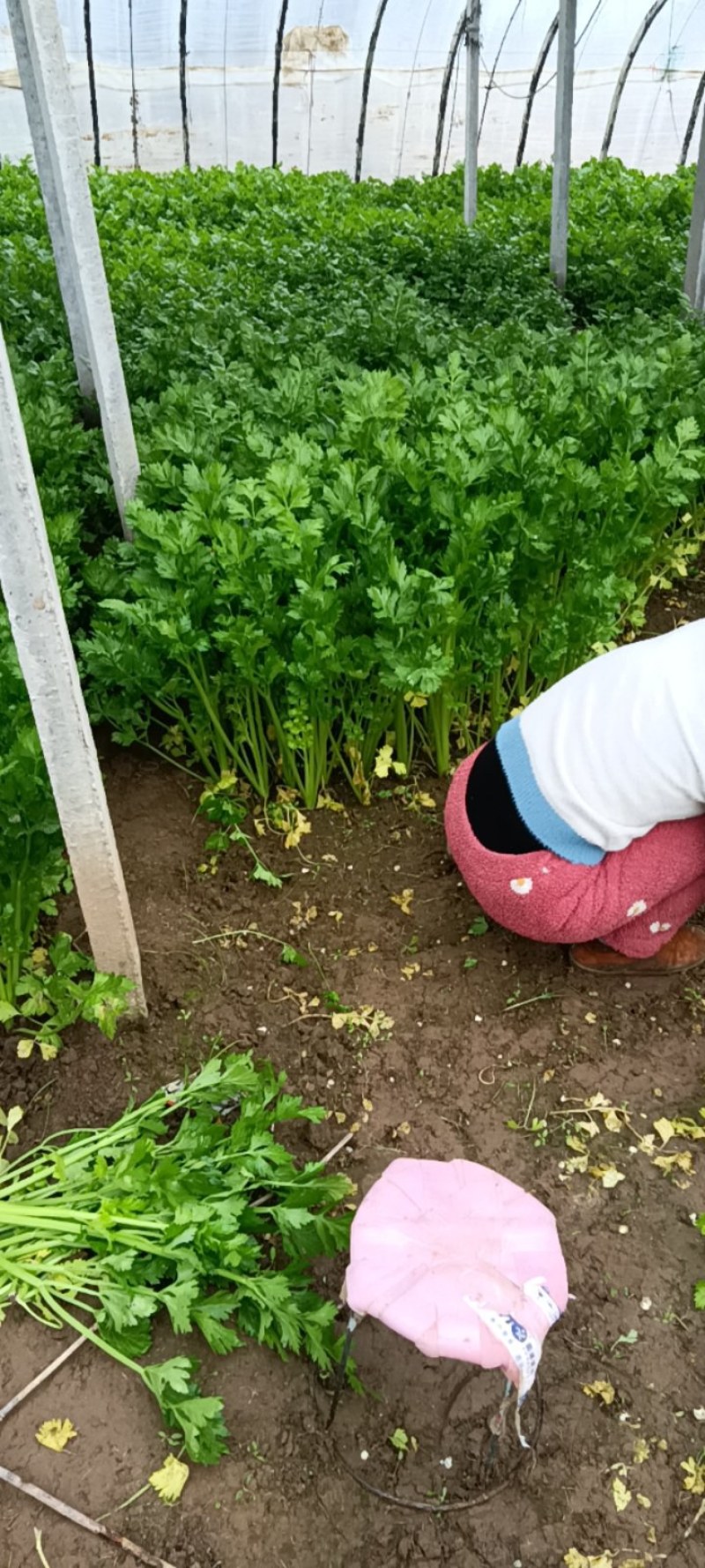 砀山千亩西芹大量山市质量好价格美丽欢迎采购