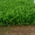 砀山千亩西芹大量山市质量好价格美丽欢迎采购