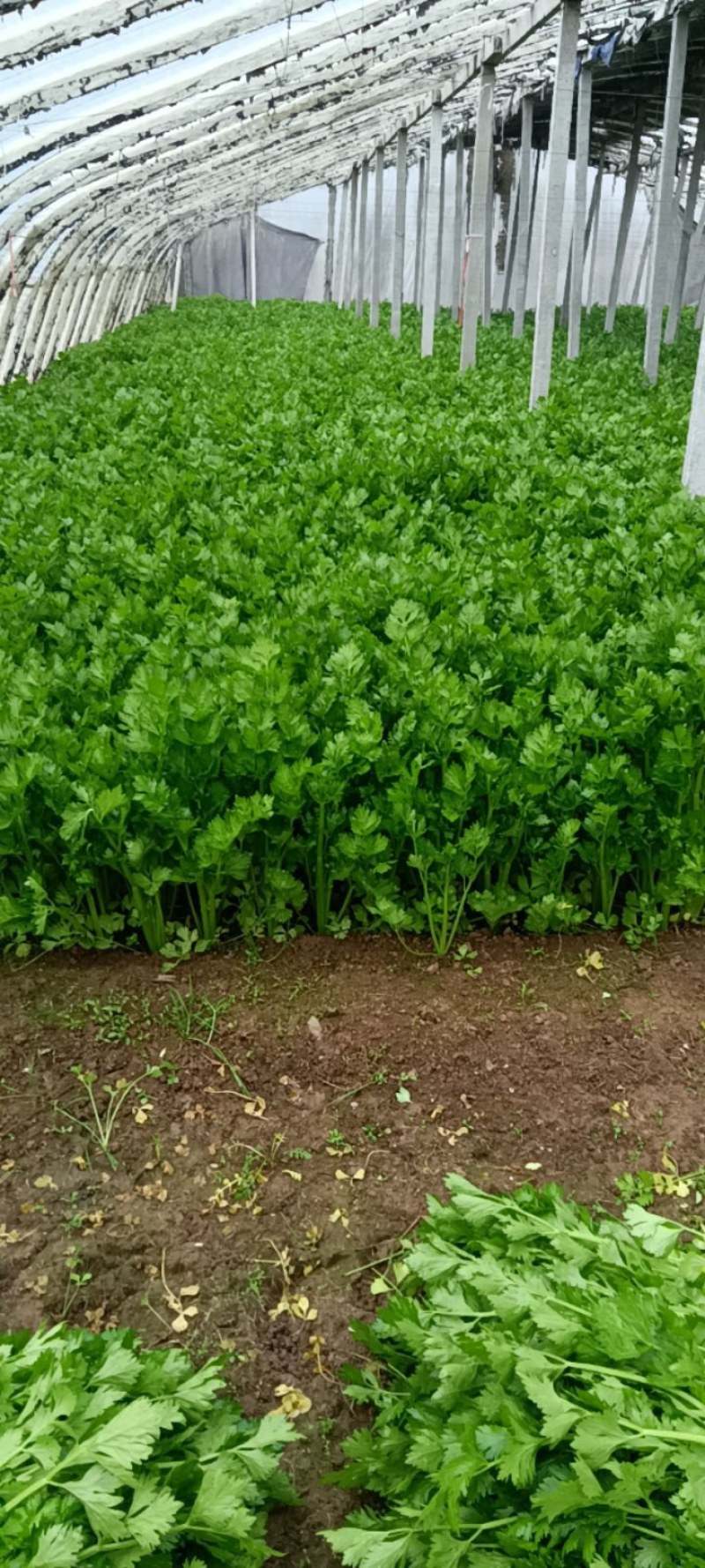 砀山千亩西芹大量山市质量好价格美丽欢迎采购