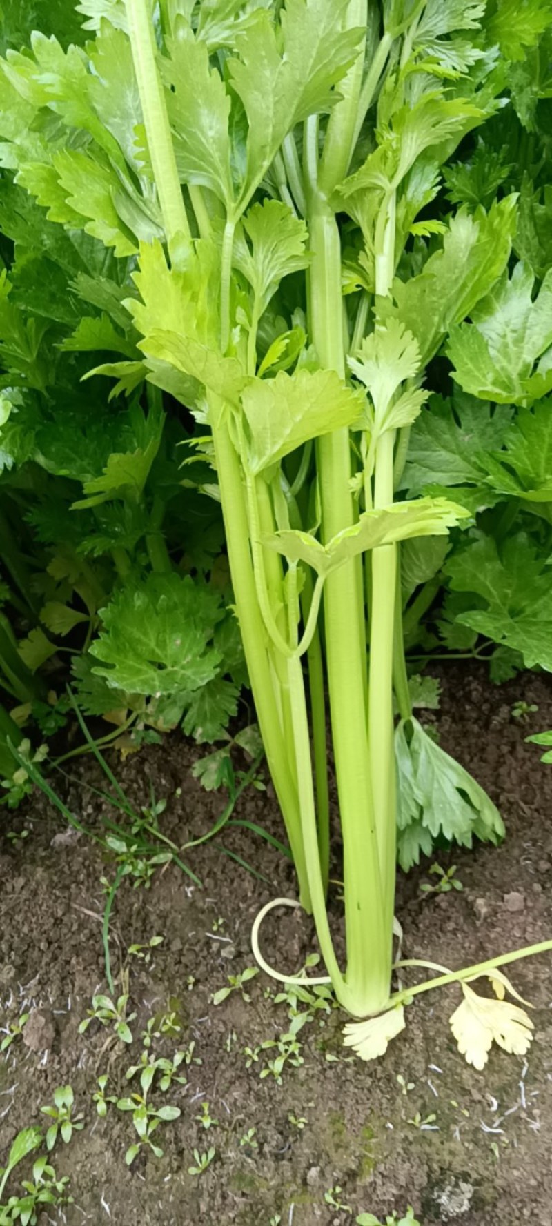 砀山千亩西芹大量山市质量好价格美丽欢迎采购