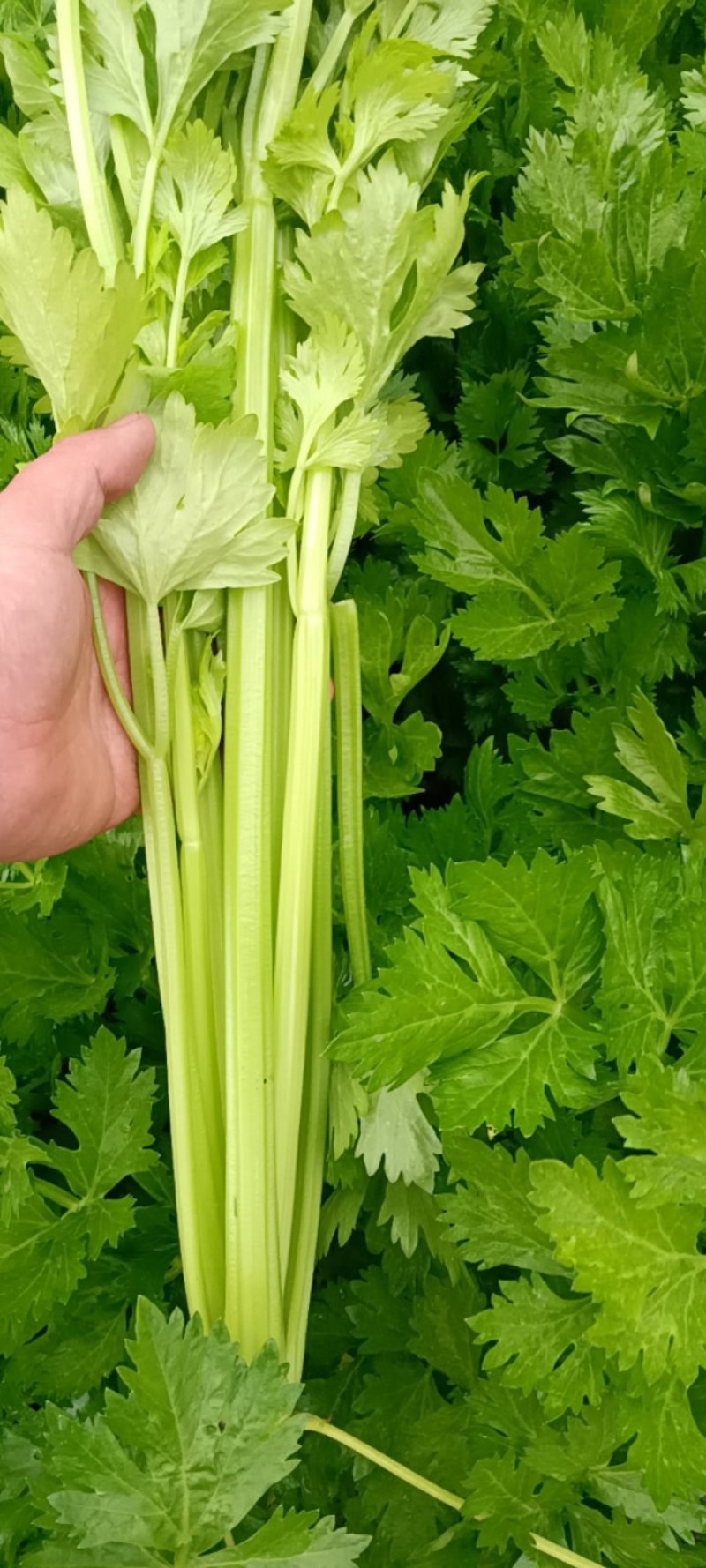 砀山千亩西芹大量山市质量好价格美丽欢迎采购