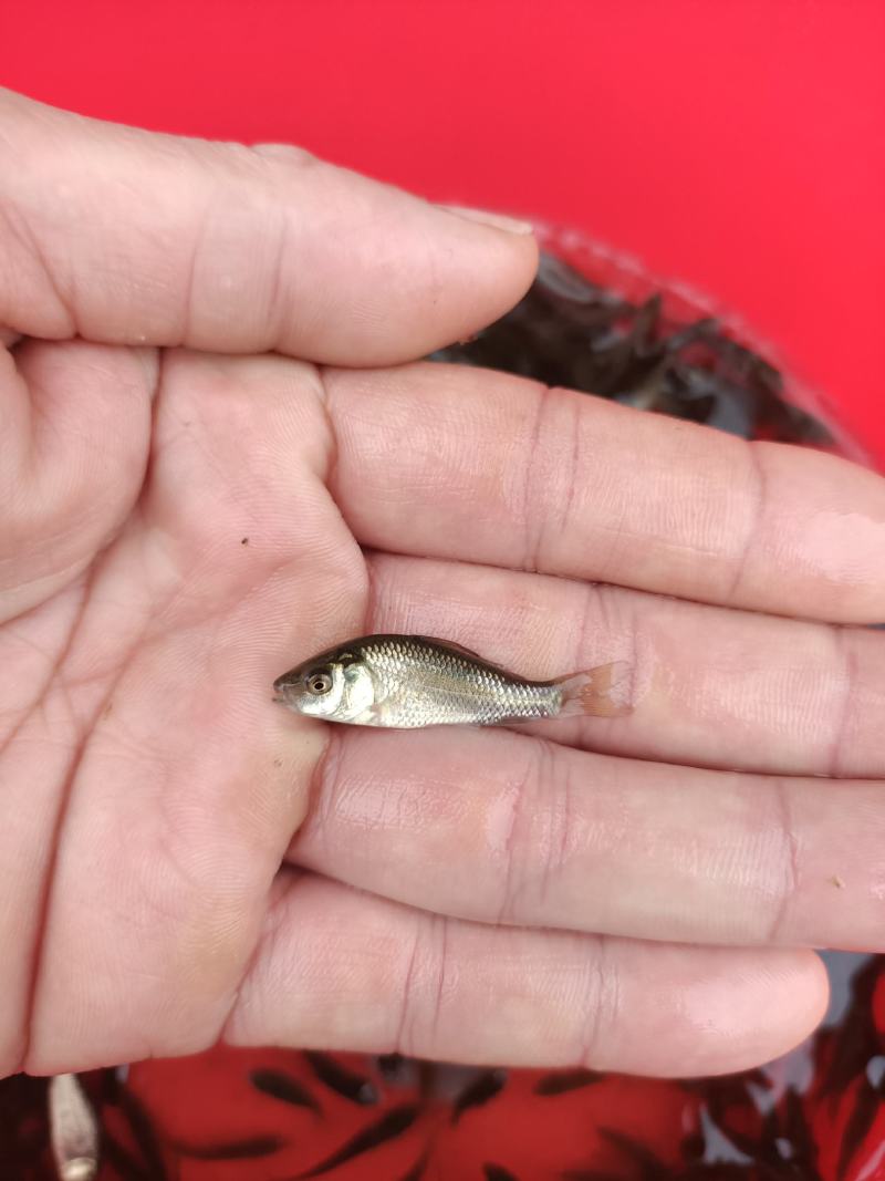建鲤鲤鱼苗，品种优良，抗病力强，生长速度快，有较大经济