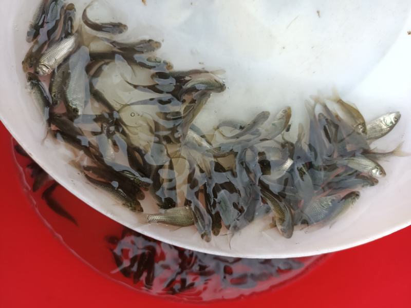 建鲤鲤鱼苗，品种优良，抗病力强，生长速度快，有较大经济