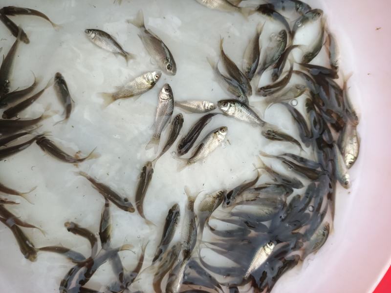 建鲤鲤鱼苗，品种优良，抗病力强，生长速度快，有较大经济