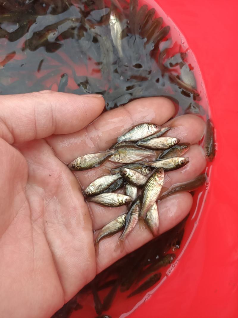 建鲤鲤鱼苗，品种优良，抗病力强，生长速度快，有较大经济