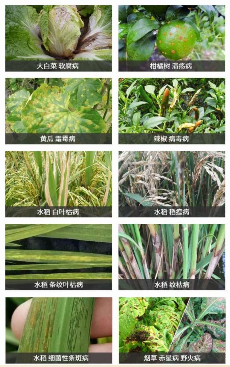 氯溴异氰尿酸防治真菌细菌病毒防治病毒病灰霉白粉
