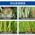 氯溴异氰尿酸防治真菌细菌病毒防治病毒病灰霉白粉