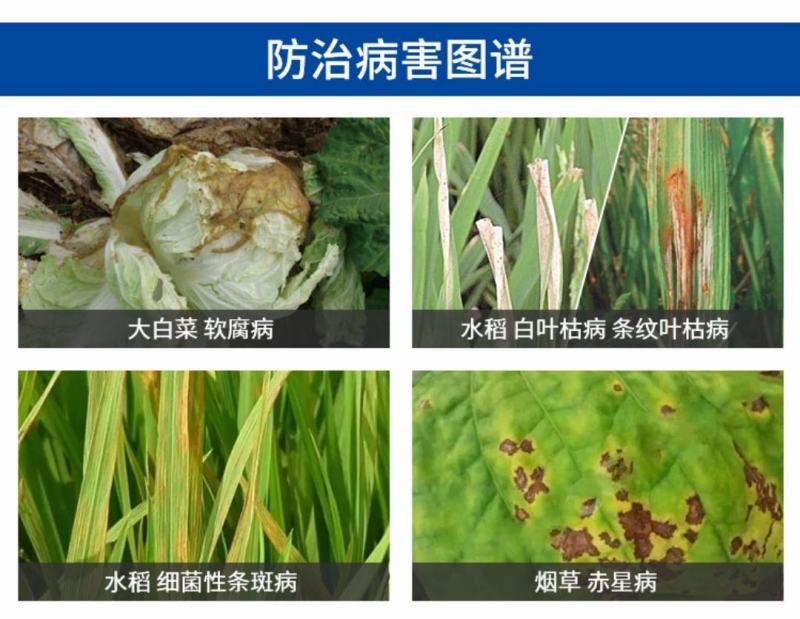氯溴异氰尿酸防治真菌细菌病毒防治病毒病灰霉白粉