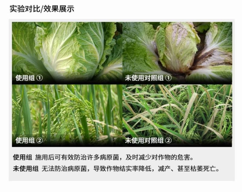 氯溴异氰尿酸防治真菌细菌病毒防治病毒病灰霉白粉