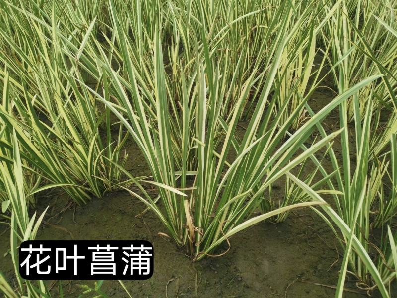浙江杭州菖蒲货源充足欢迎咨询