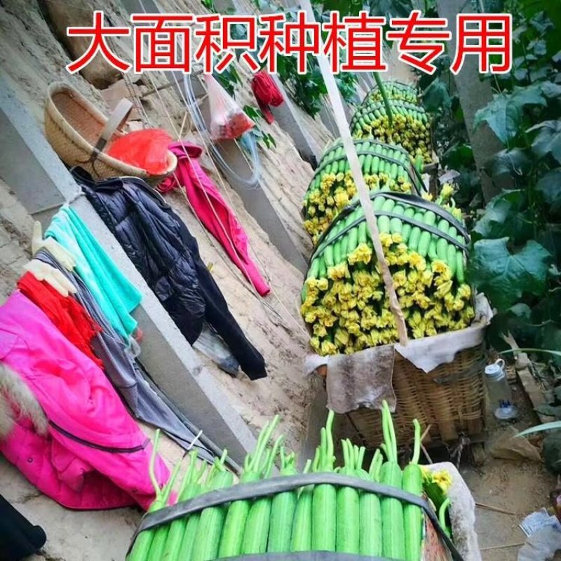 寿光中绿丝瓜苗，优质中绿丝瓜苗杂交中绿丝瓜苗