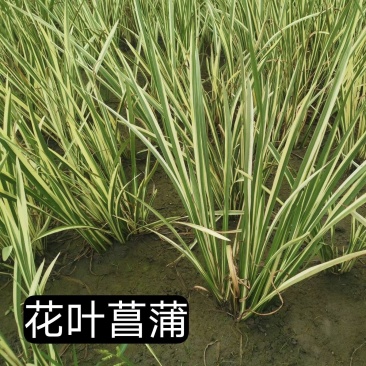 浙江杭州菖蒲货源充足欢迎咨询