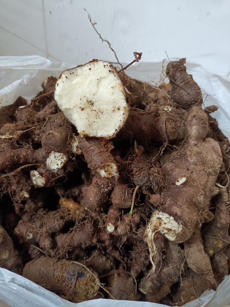 藤三七大量上市，货量充足、质量保证欢迎选购！