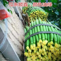 寿光育苗基地大量出中绿丝瓜苗，优质中绿丝瓜苗，代育各种种