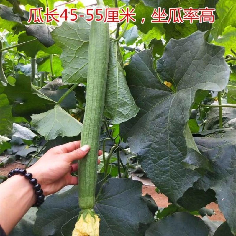 寿光育苗基地大量出中绿丝瓜苗，优质中绿丝瓜苗，代育各种种