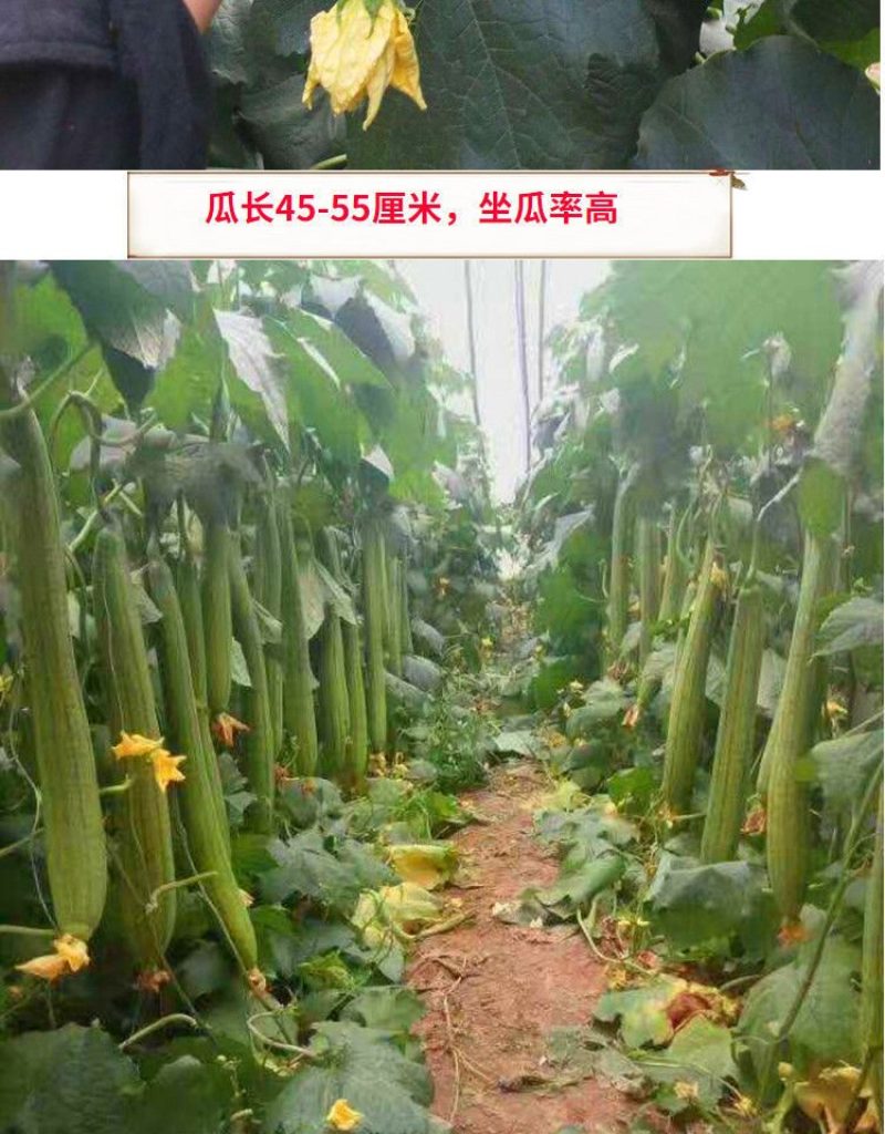 寿光育苗基地大量出中绿丝瓜苗，优质中绿丝瓜苗，代育各种种