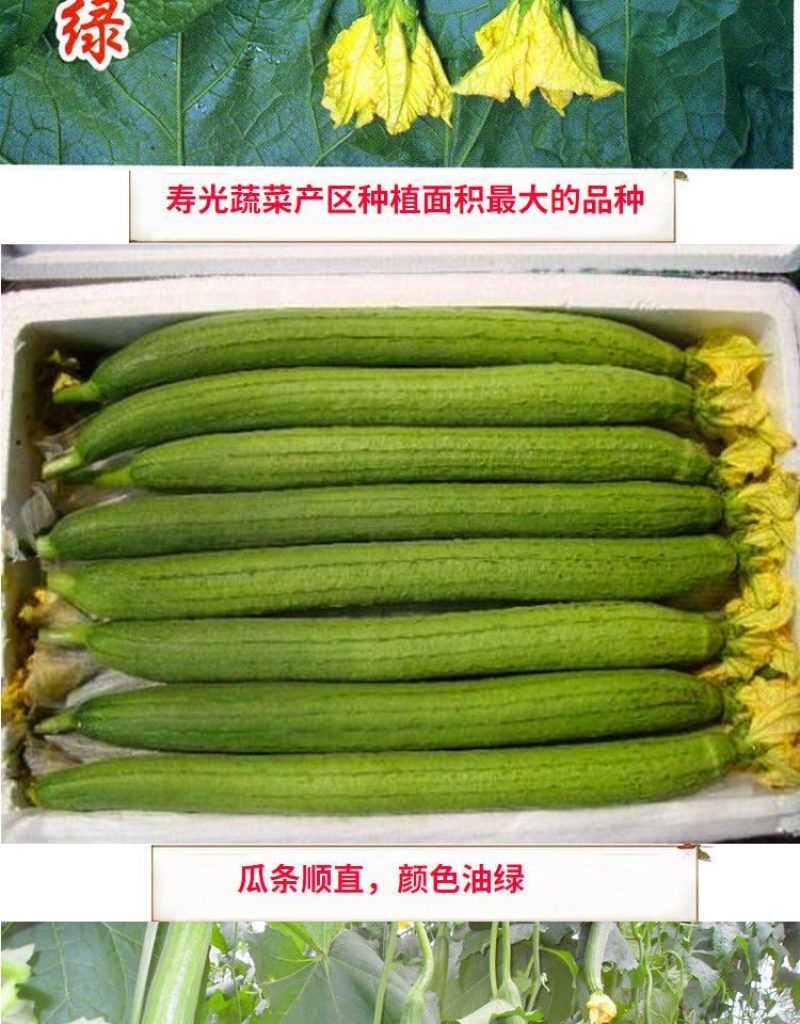 寿光育苗基地大量出中绿丝瓜苗，优质中绿丝瓜苗，代育各种种