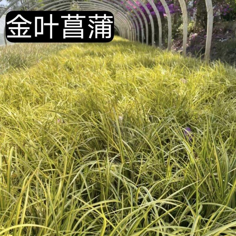 金叶菖蒲一手货源基地直发量大从优