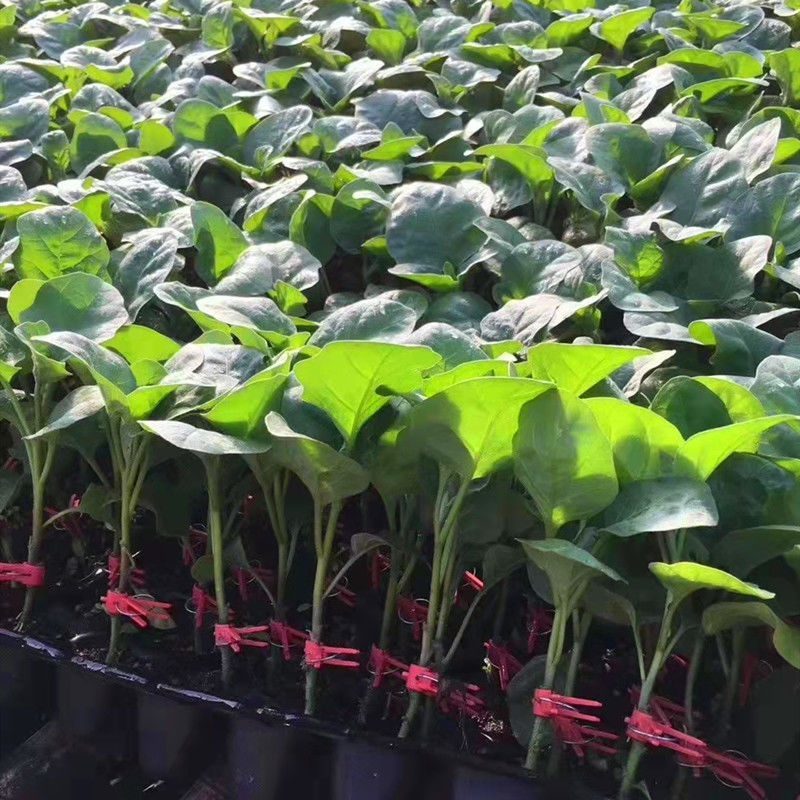 寿光育苗基地供应直根大龙茄子苗布里塔嫁接茄子苗765