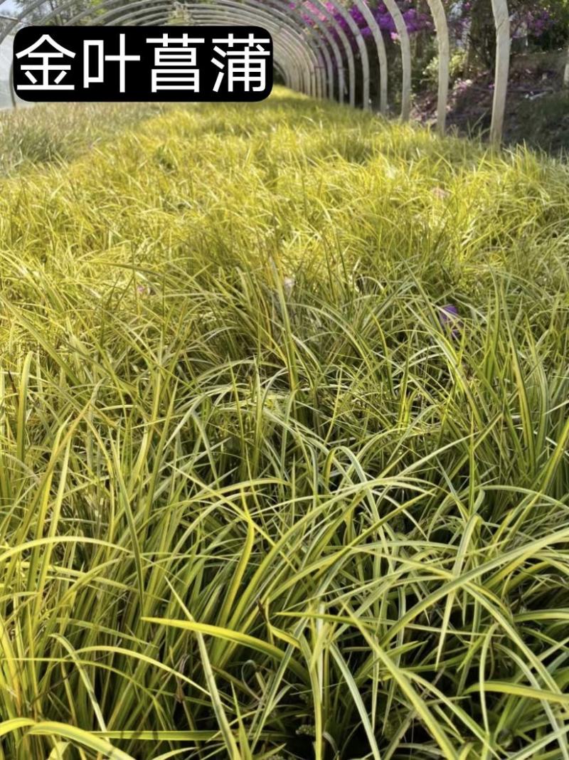 金叶菖蒲一手货源基地直发量大从优