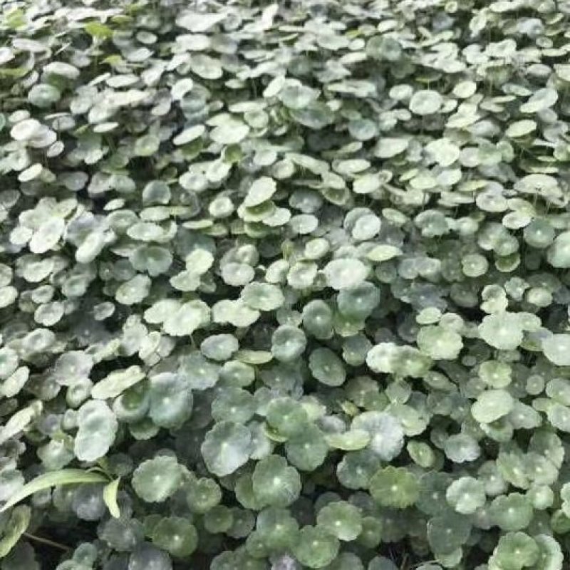 铜钱草一手货源基地直发品质保证