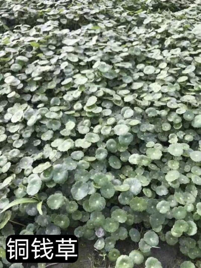 铜钱草一手货源基地直发品质保证