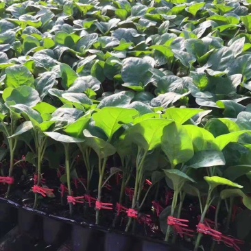 寿光育苗基地供应直根大龙茄子苗布里塔嫁接茄子苗765