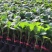 寿光育苗基地供应直根大龙茄子苗布里塔嫁接茄子苗765