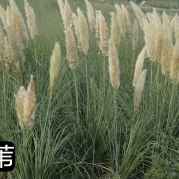 蒲苇产地直发一手货源质优价廉