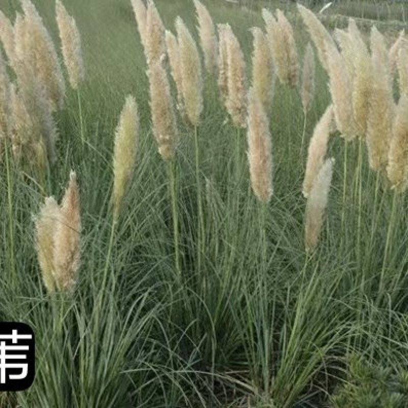 蒲苇产地直发一手货源质优价廉