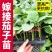 寿光育苗基地供应直根大龙茄子苗布里塔嫁接茄子苗765