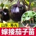 寿光育苗基地供应直根大龙茄子苗布里塔嫁接茄子苗765